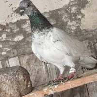 کبوتر ج