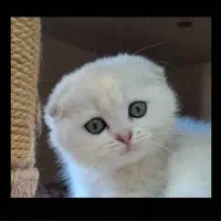 گربه سفید اسکاتیش چشم زمردی