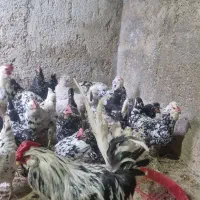 تخم نطفه دار