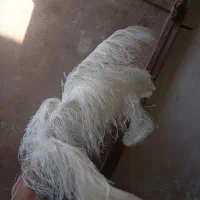 پر شتر مرغ محرمی