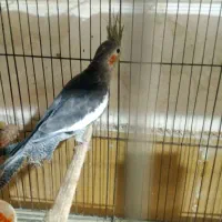 طوطی عروس هلندی