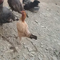مرغ لاری کورک