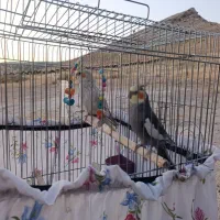عروس هلندی
