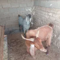دبر چکل
