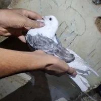 دوکت پرشی