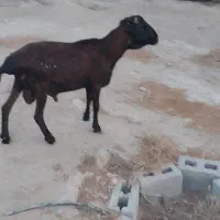 بره نر داشتی زی خلگ دار