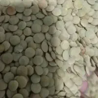 خرید عدس محلی باقیمت مناسب نقد