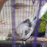 عروس هلندی نر سخنگو