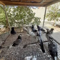 کبوتر پرشی