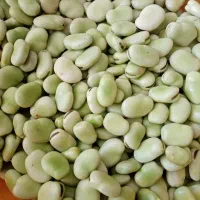 باقالی تازه