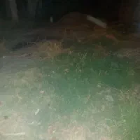 اجاره زمین کشاورزی تک محصول دیم
