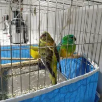 طوطی آوازه خوان جفت
