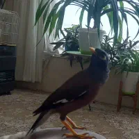 مینا فول دستی . سخنگو