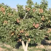 اجاره-باغ-پسته-30-ساله