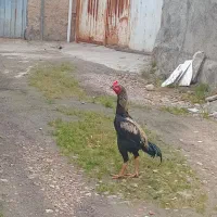 خروس لاری