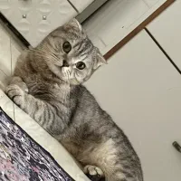 اسکاتیش ماده بالغ اماده جفت گیری