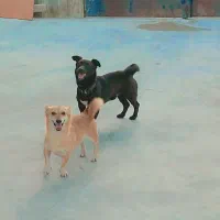 سگ پاکوتاه نژاد خارجی