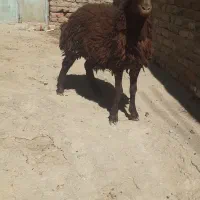اعدد بره نر
