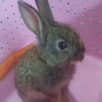 خرگوش