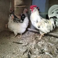 مرغ و خروس گلین