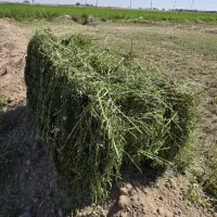 جو  دوپر  درجه ۱  بدون  رطوبت