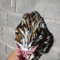 معامله سلطان با  مرغ لاری