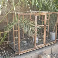 کبوتر گنجه جفت کن قفس