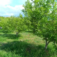 نگهبانی دایمی باغ