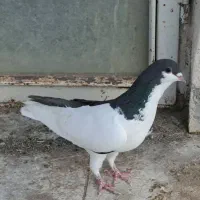 کفتر پرشی