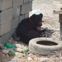 سگ نژاد دار