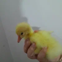 تعدادی جوجه غاز ۱ روزی