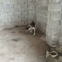 واگذاری توله دنبلانی