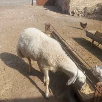 شیشک بروجردی