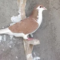 دو تا کفتر ماده ضمانتی