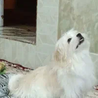 با سلام.توله شیتزو نر پنج ماهه و ی قلاده سرابی