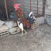 خروس