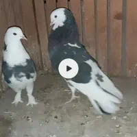 کبوتر پرشی شازده سیاه