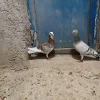پرشی نر