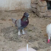 کبوتر