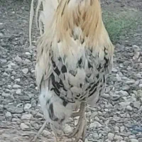 خروس ریشو و چهل تاج