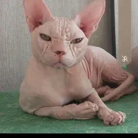 گربه اسفینکس
