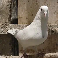 کفترپرش سنگین واگذار می شود