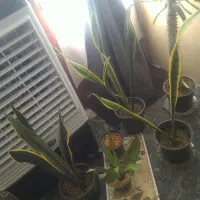 سانسوریا و نخل