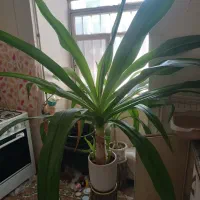گل گلخانه ای