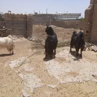 فروش یک عدد دبر . بز نر