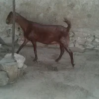 بز ابستن نزدیک