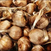 پیاز زعفران گلپایگان