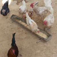 مرغ وخروس گلین