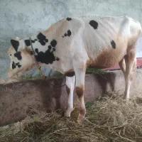 گوساله ماده هلشتاین اصیل صنعتی کشت وصنعت