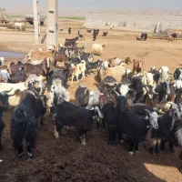 نیستم|حیوانات مزرعه|کارون, |دیوار